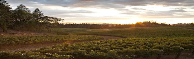 Cold-Springs-Vineyard-1